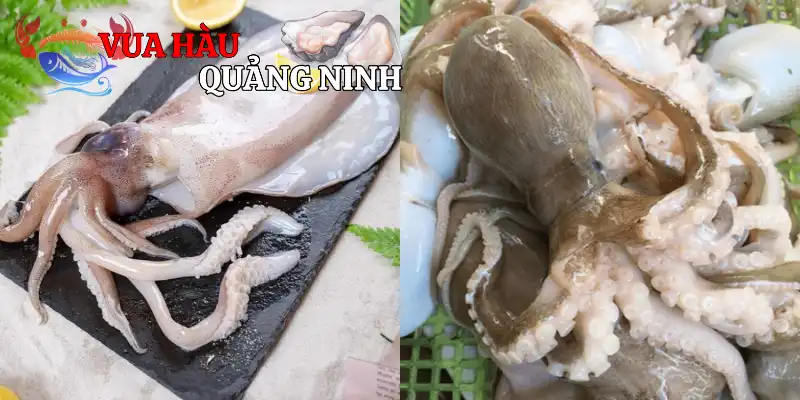 BẠCH TUỘC