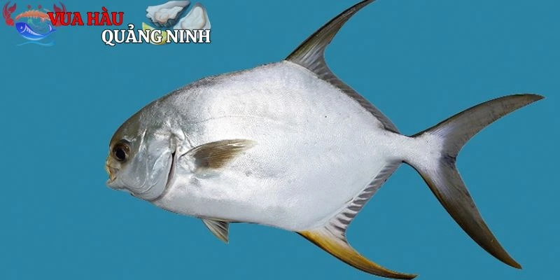 Giới thiệu về cá chim trắng