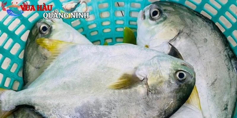 Các món ngon từ cá chim trắng