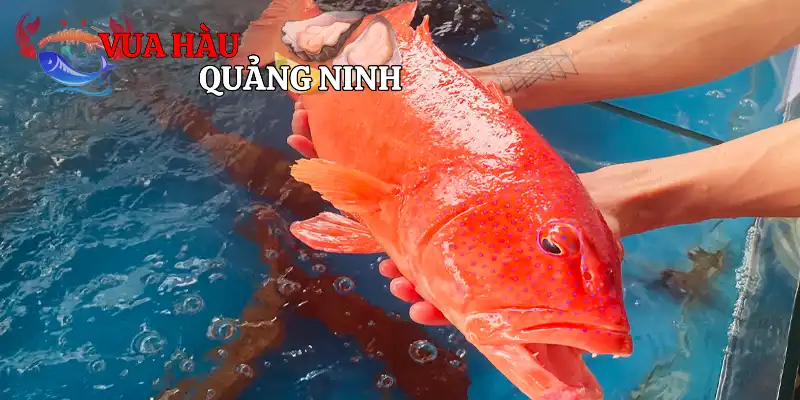 Tổng quan cơ bản về cá mú đỏ