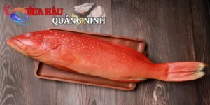 Cá Mú Đỏ