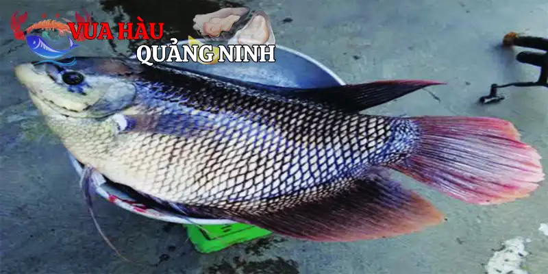 Những điều cần biết về cá tai tượng