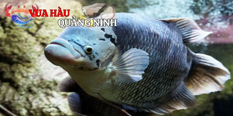 Môi trường sống của tôm rất quan trọng