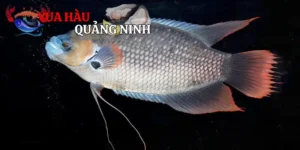 Cá Tai Tượng
