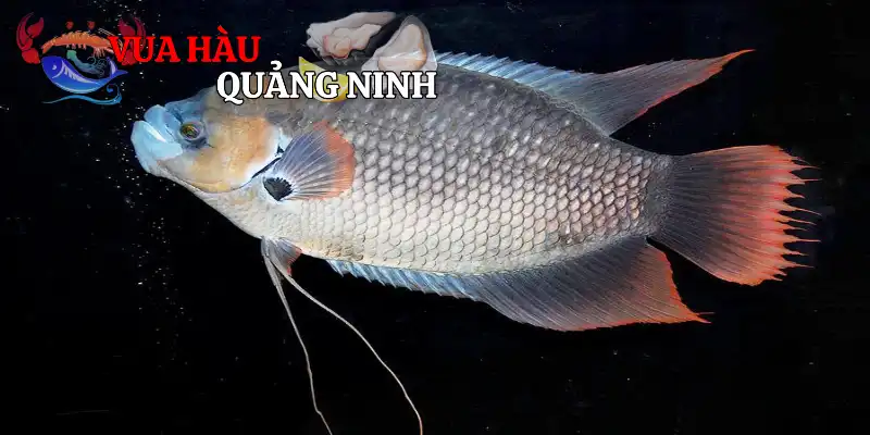 Cá Tai Tượng