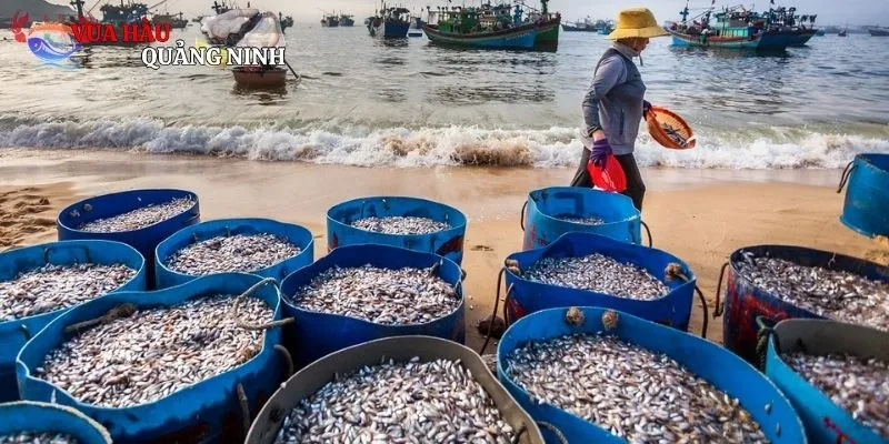 Trải nghiệm đặc sắc khi tham gia mua chợ hải sản Đà Nẵng