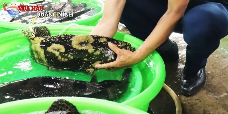 Những món hải sản cực ngon mà bạn nên trải nghiệm thử