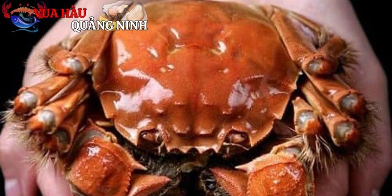 Các món ngon từ cua
