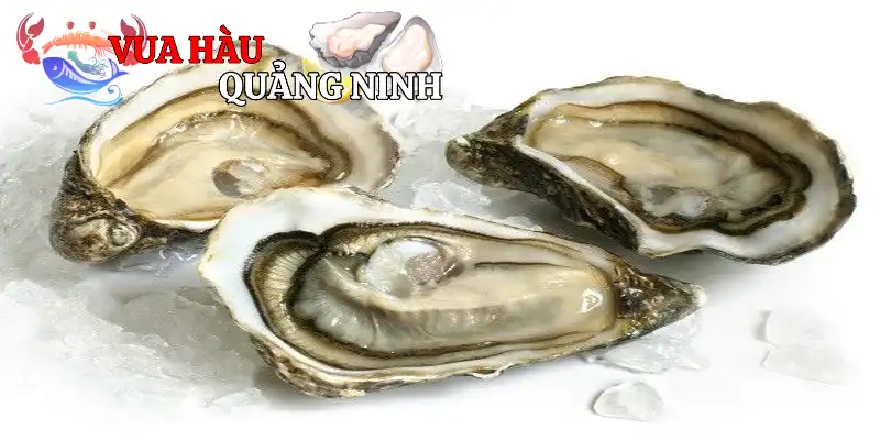 Hàu đá rất được lòng người tiêu dùng
