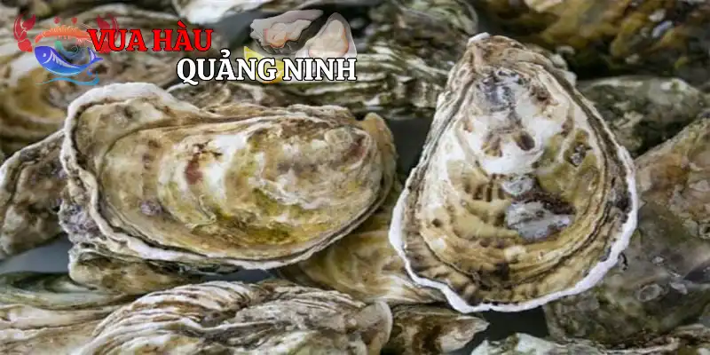 Rất nhiều loài hàu đá cho bạn lựa chọn
