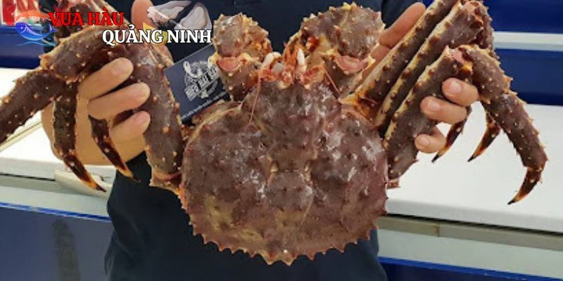 Đặc điểm và giá trị dinh dưỡng king crab