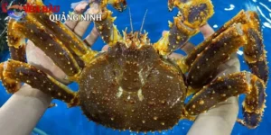 King Crab