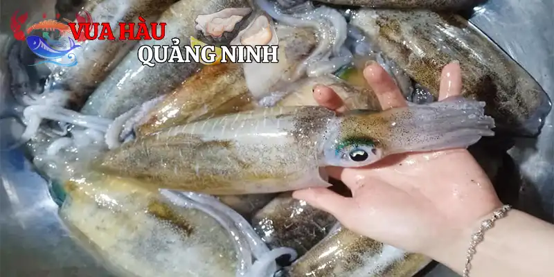 Khái quát cần biết về mực mi-tơ