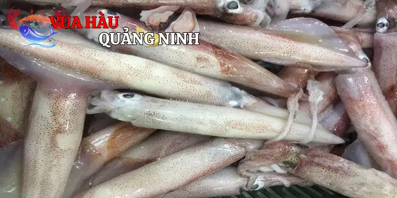 Đôi nét về mực trứng