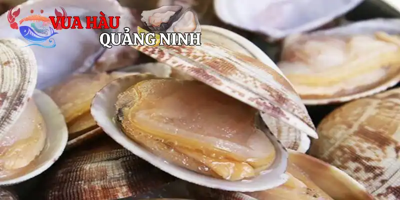 Nguồn dinh dưỡng dồi dào từ ngao biển