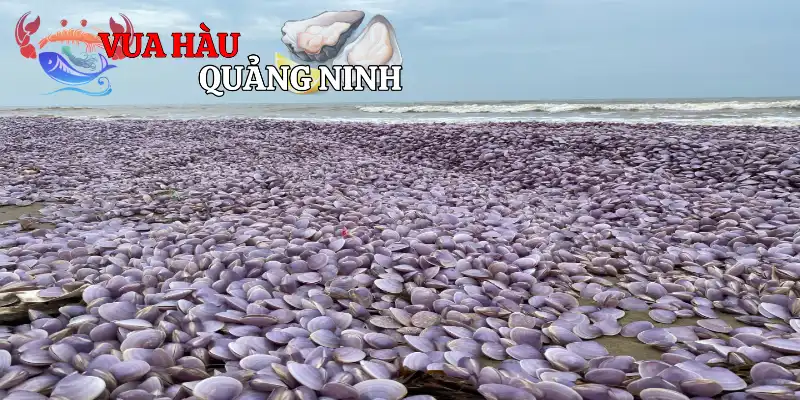 Sự khác biệt so với các loài ngao khác