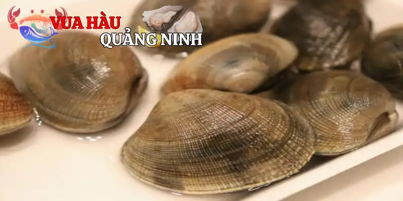 Ngao Biển