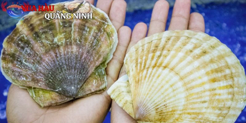 Cách chế biến sò điệp hokkaido ngon nhất