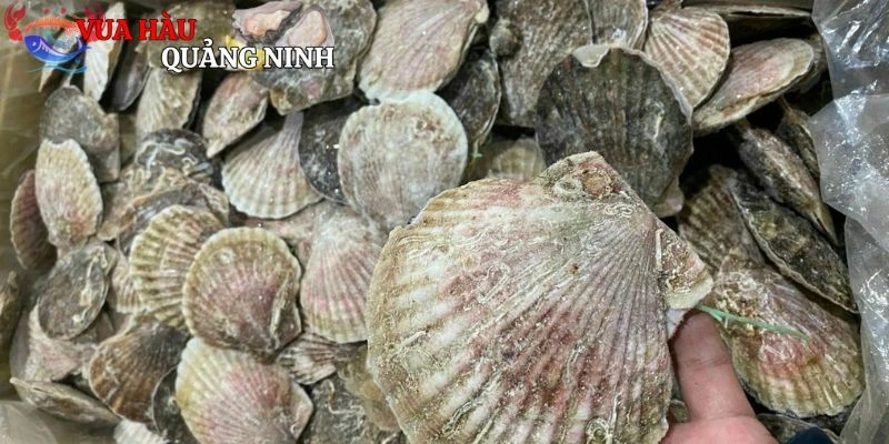 Kinh nghiệm mua sò hokkaido tươi ngon