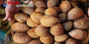Đặc điểm sò dương