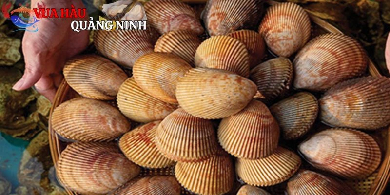 Đặc điểm sò dương