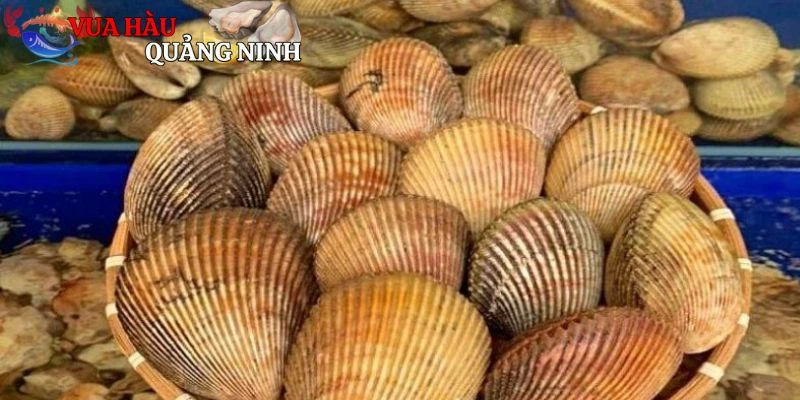 Những lưu ý khi thưởng thức sò dương