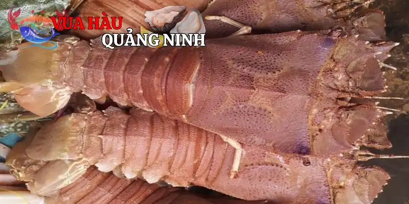 Tổng quan đôi điều về tôm mũ ni