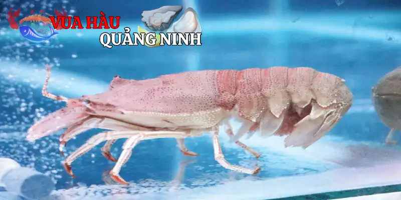 Tôm Mũ Ni