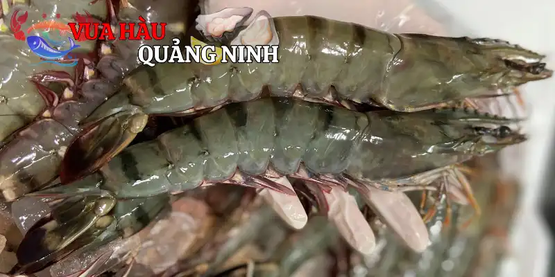 Tổng quan về loài tôm sú biển