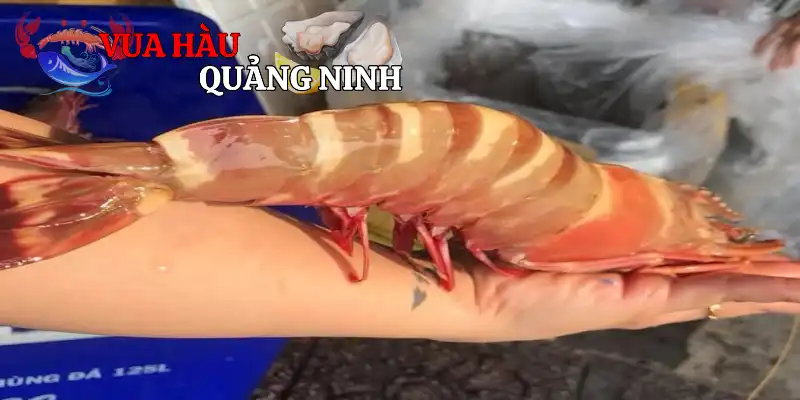 Giá trị dinh dưỡng tôm mang lại