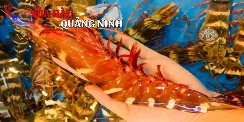 Tôm Sú Biển
